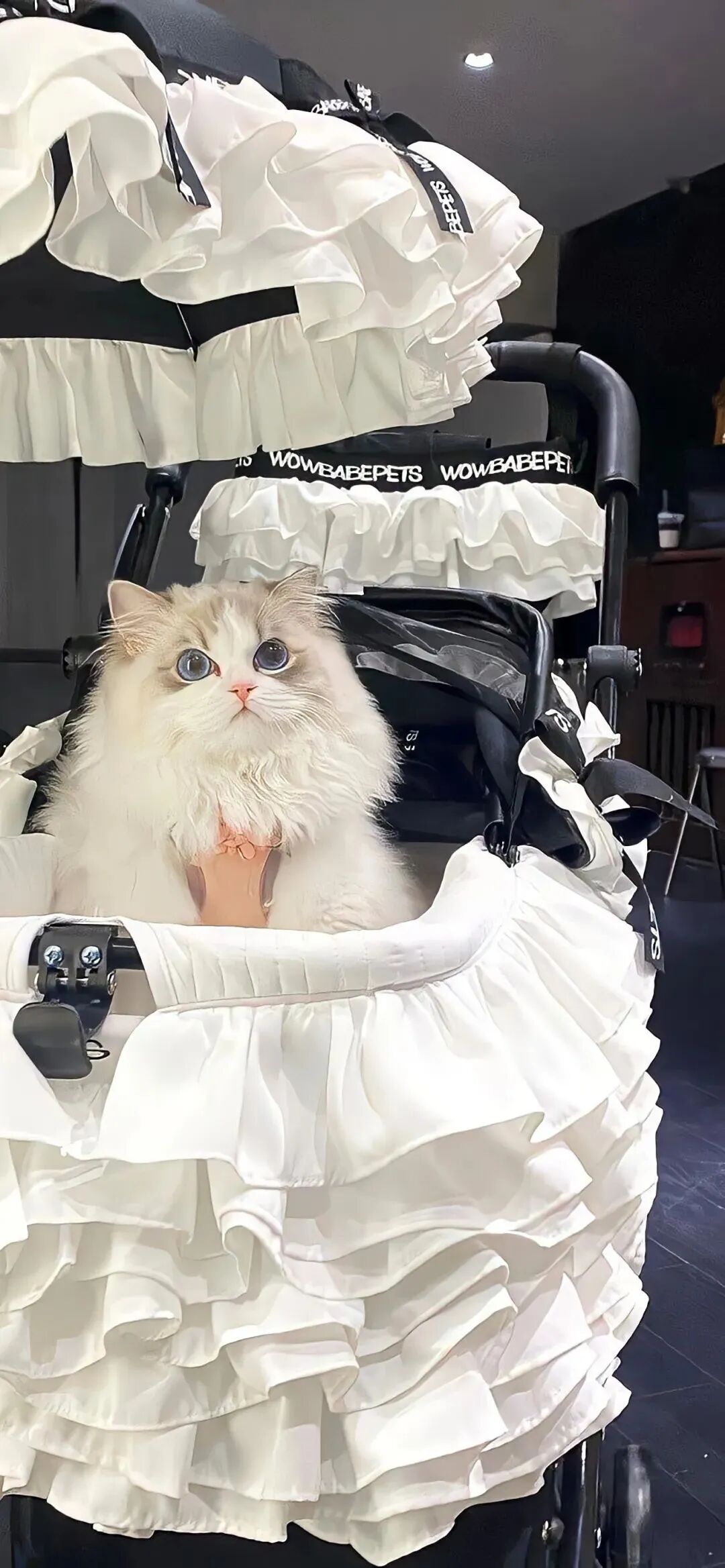 什锦 什锦壁纸 小猫 小猫壁纸 可爱 可爱壁纸