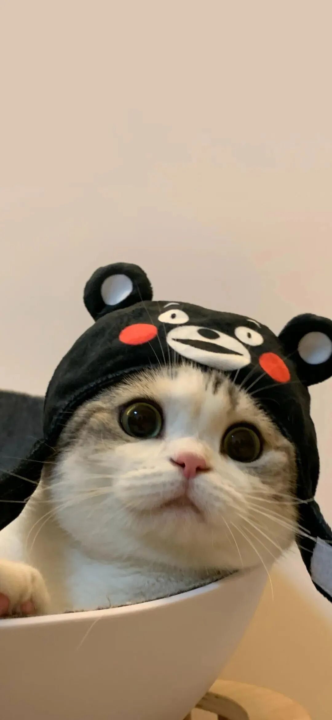 什锦 什锦壁纸 小猫 小猫壁纸 可爱 可爱壁纸