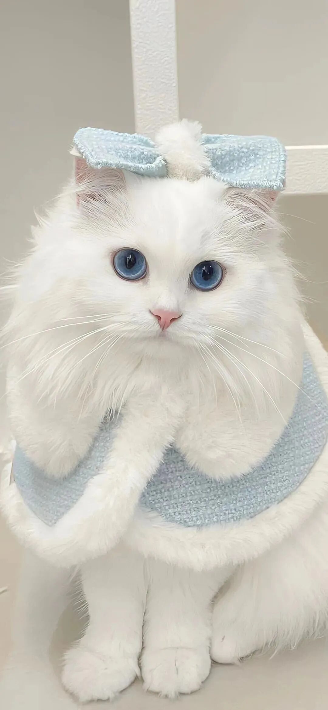 什锦 什锦壁纸 小猫 小猫壁纸 可爱 可爱壁纸
