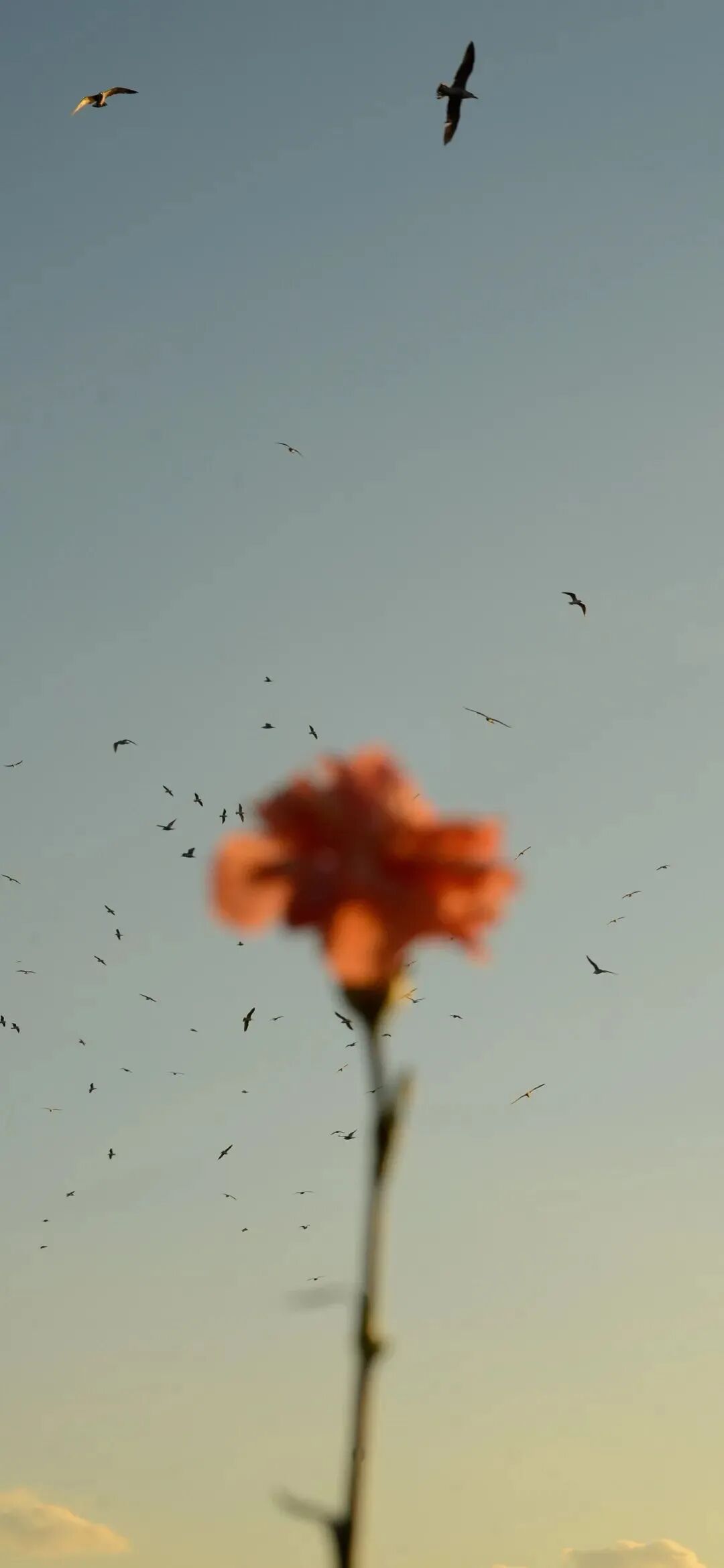 风景