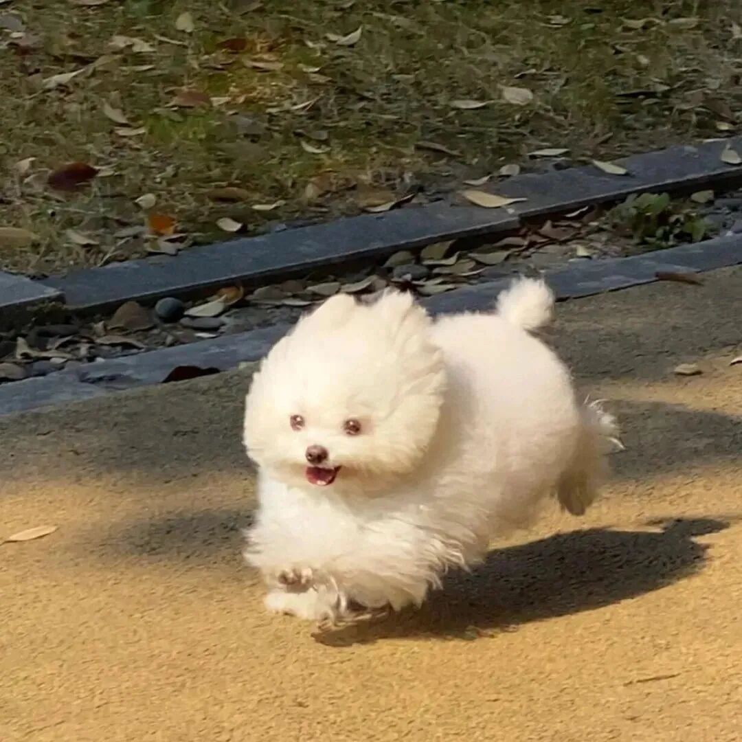 狗狗萌宠头像