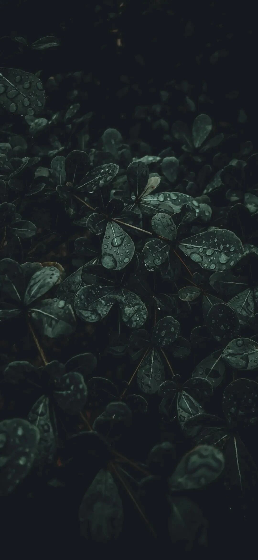 风景
