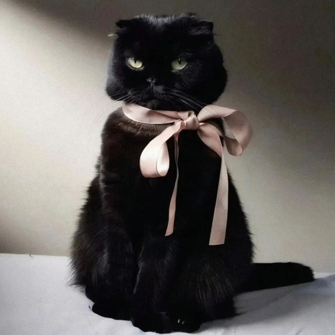时尚猫咪萌宠头像