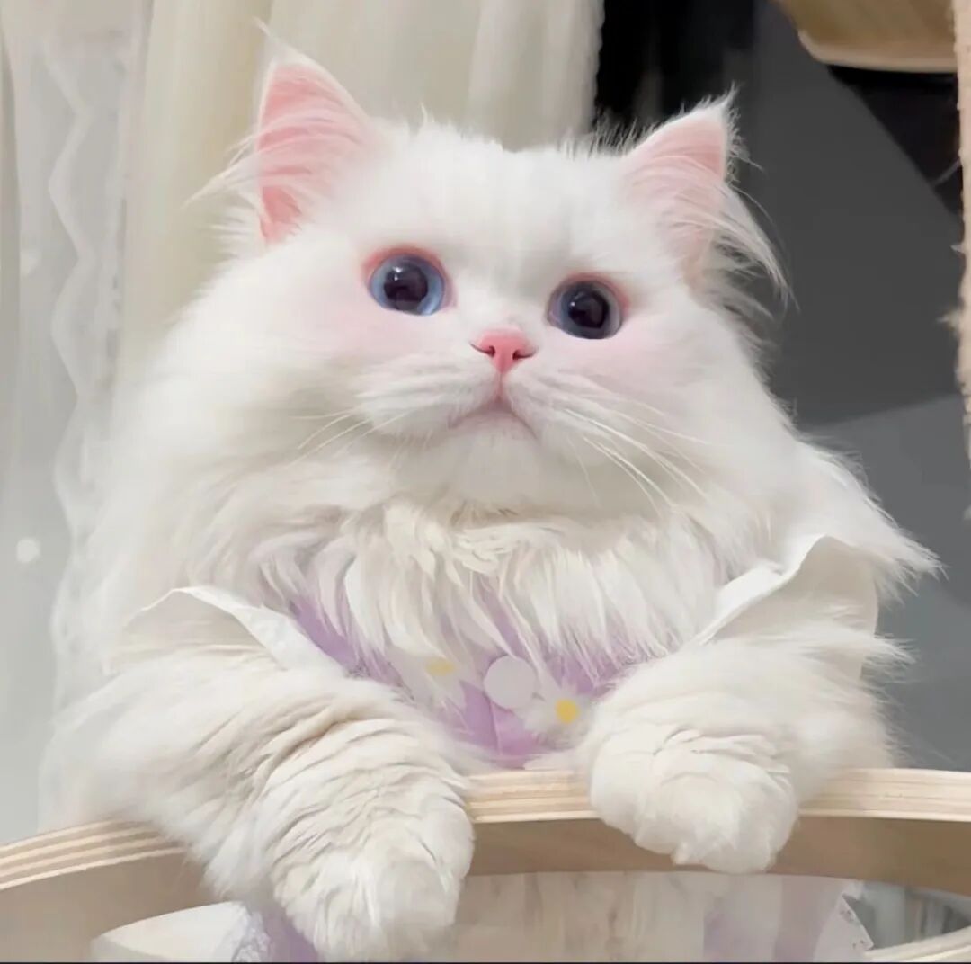 可爱猫咪萌宠头像