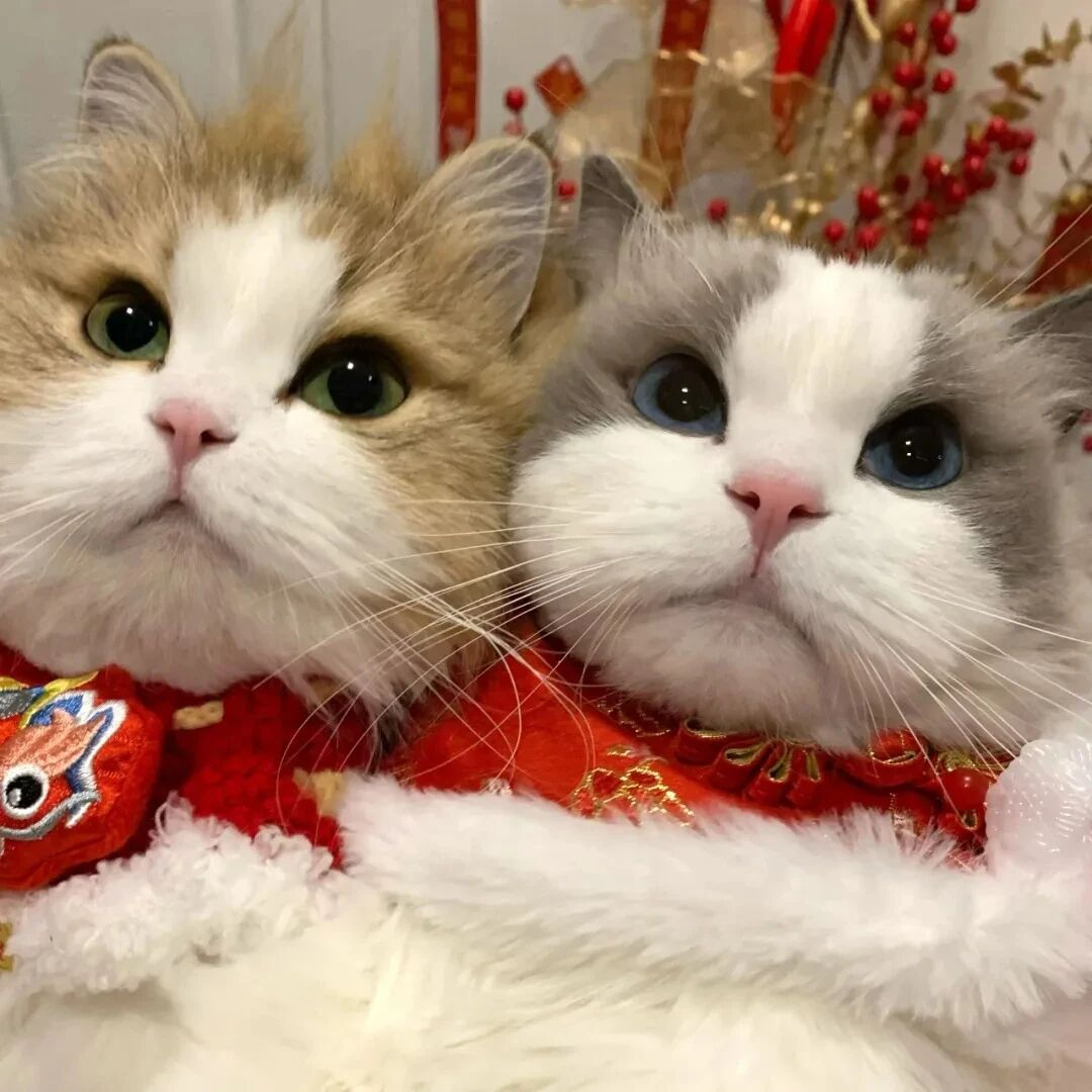dngmaoziyetanduoliya新年猫咪情侣头像