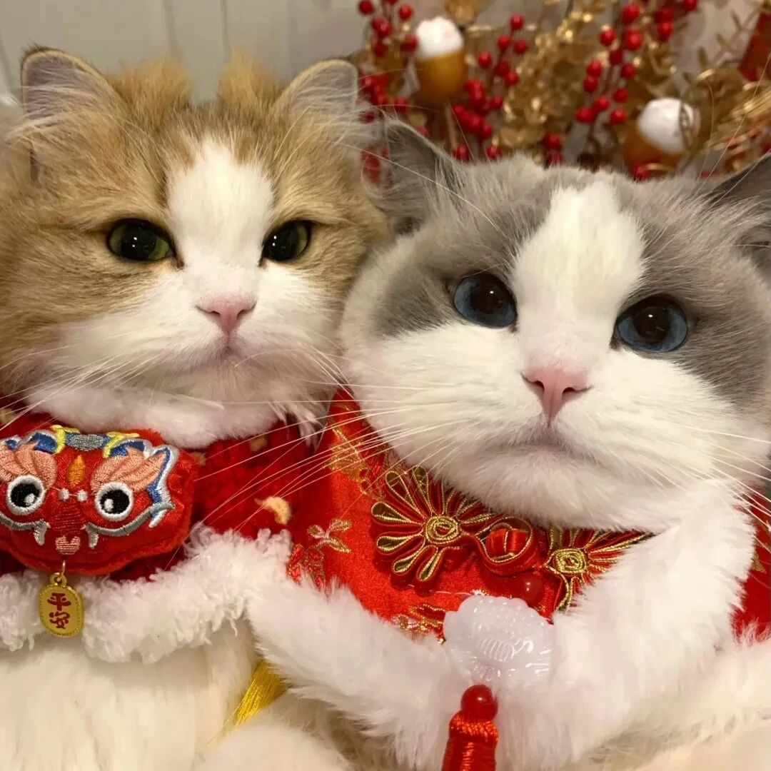 dngmaoziyetanduoliya新年猫咪情侣头像
