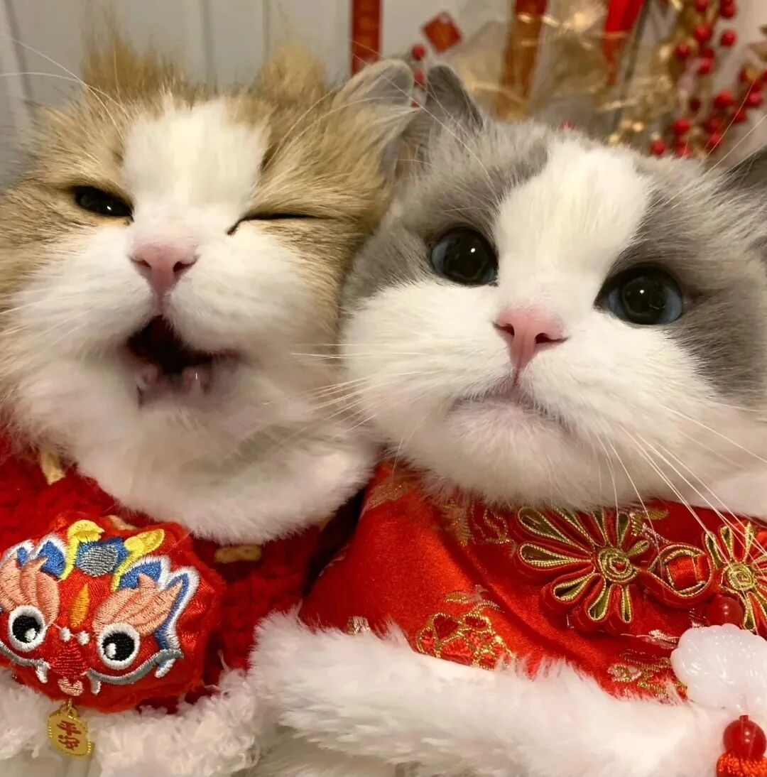 uioplkjmaoziyetanduoliya新年猫咪情侣头像