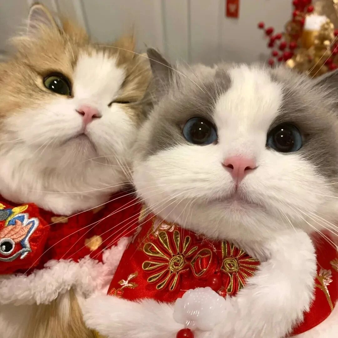 uioplkjmaoziyetanduoliya新年猫咪情侣头像