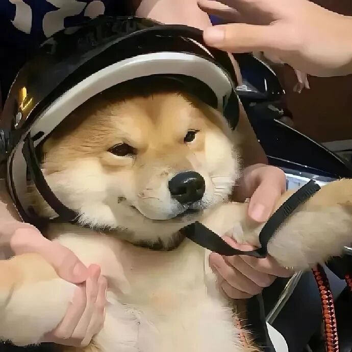 柴犬狗狗萌宠头像