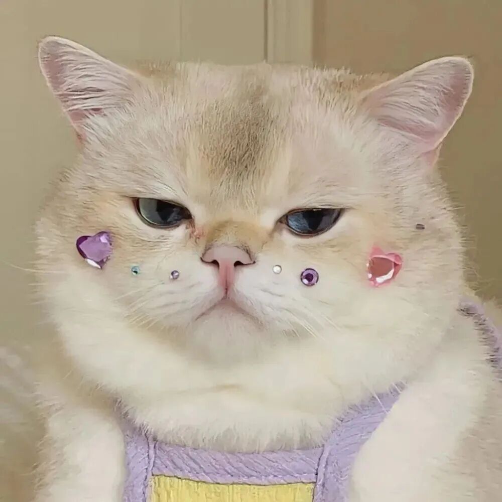 猫咪萌宠头像