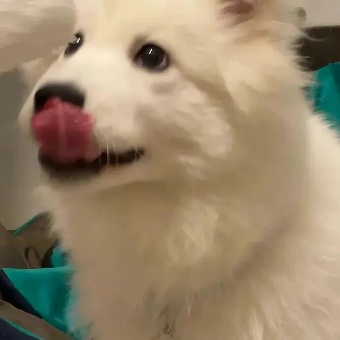 狗狗萌宠头像