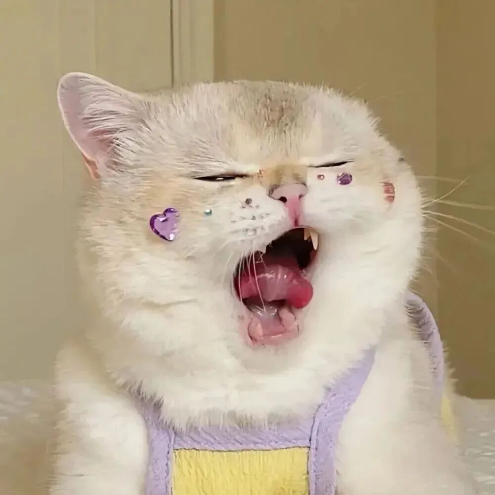 猫咪萌宠头像