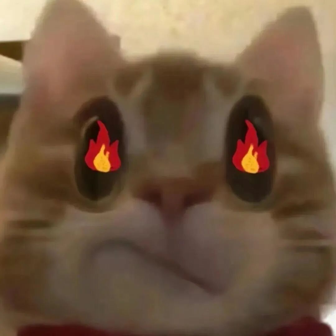 沙雕搞怪猫咪萌宠头像