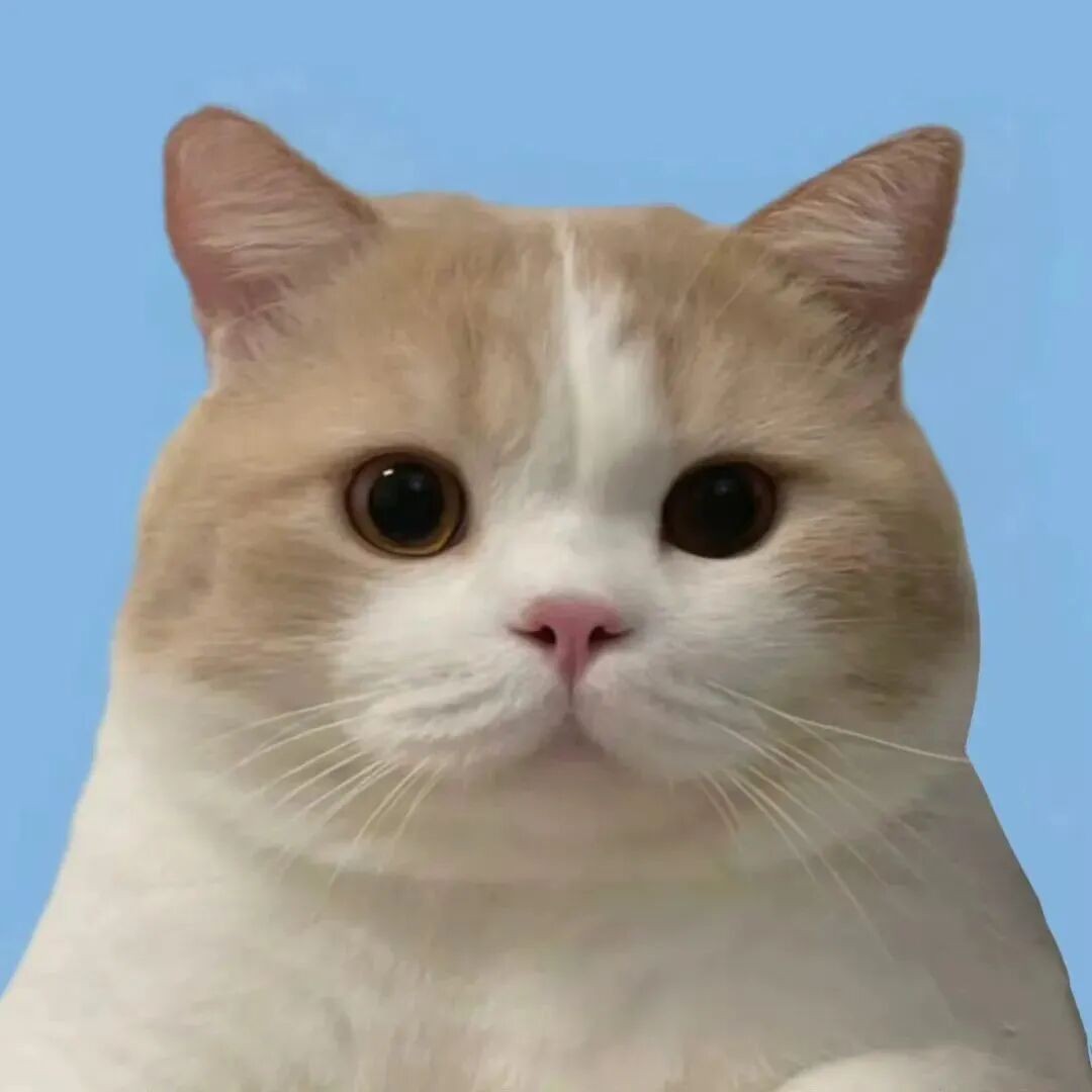 可爱猫咪萌宠头像