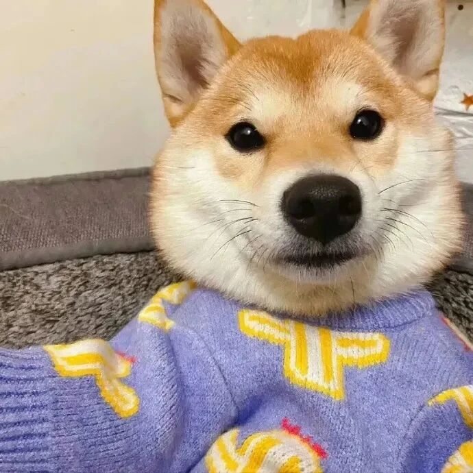 柴犬狗狗萌宠头像