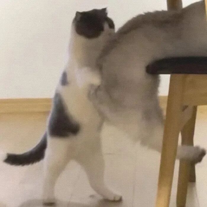 sdngbeyizishzhouyu沙雕搞怪猫咪萌宠情侣头像