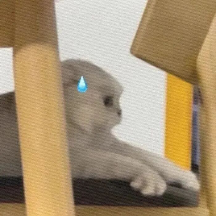 sdngbeyizishzhouyu沙雕搞怪猫咪萌宠情侣头像