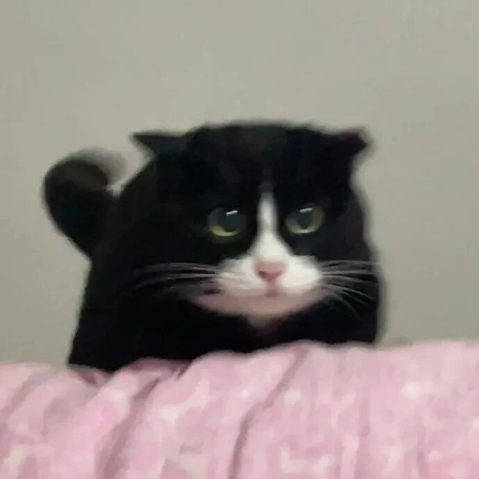 猫咪萌宠头像