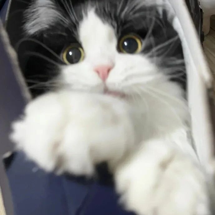 猫咪萌宠头像