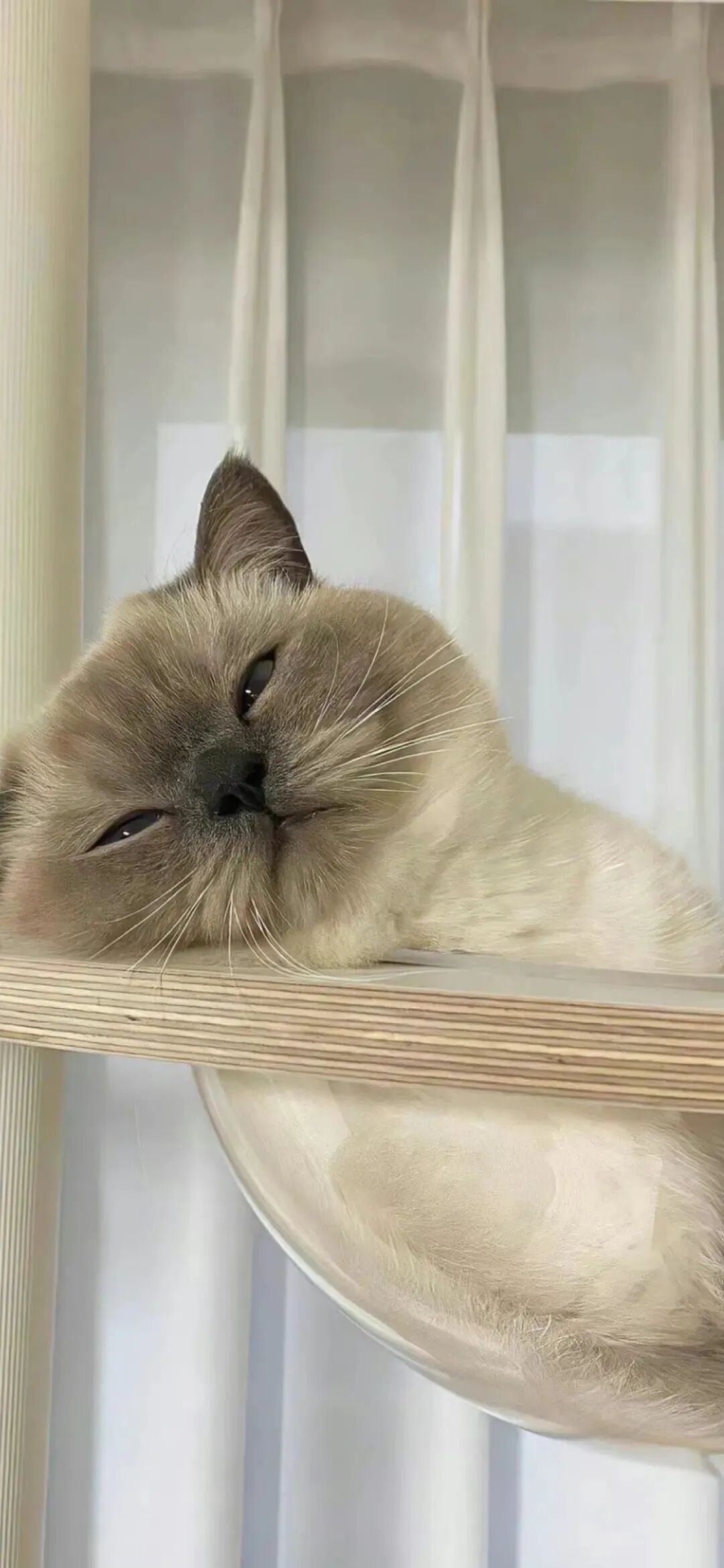 什锦