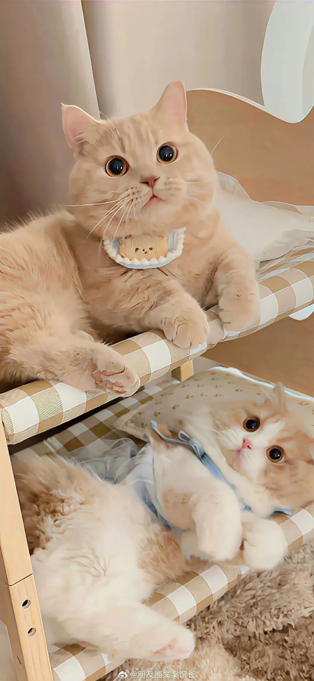可爱猫咪壁纸