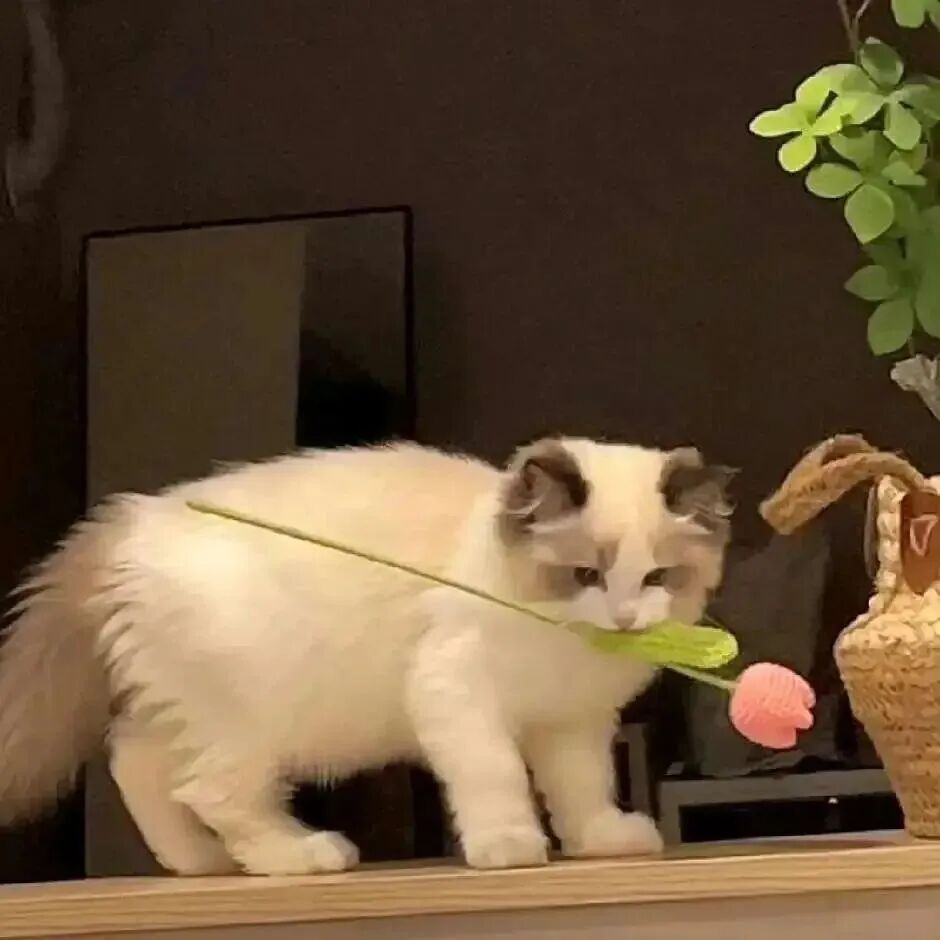 鲜花猫咪萌宠头像