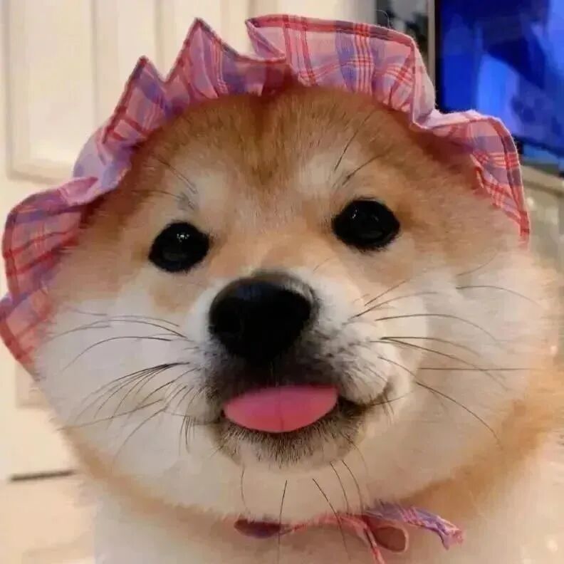 柴犬狗狗萌宠头像