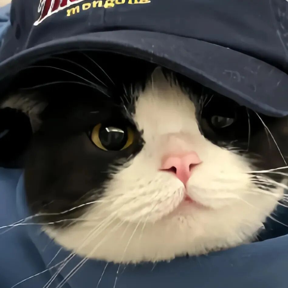 猫咪萌宠头像
