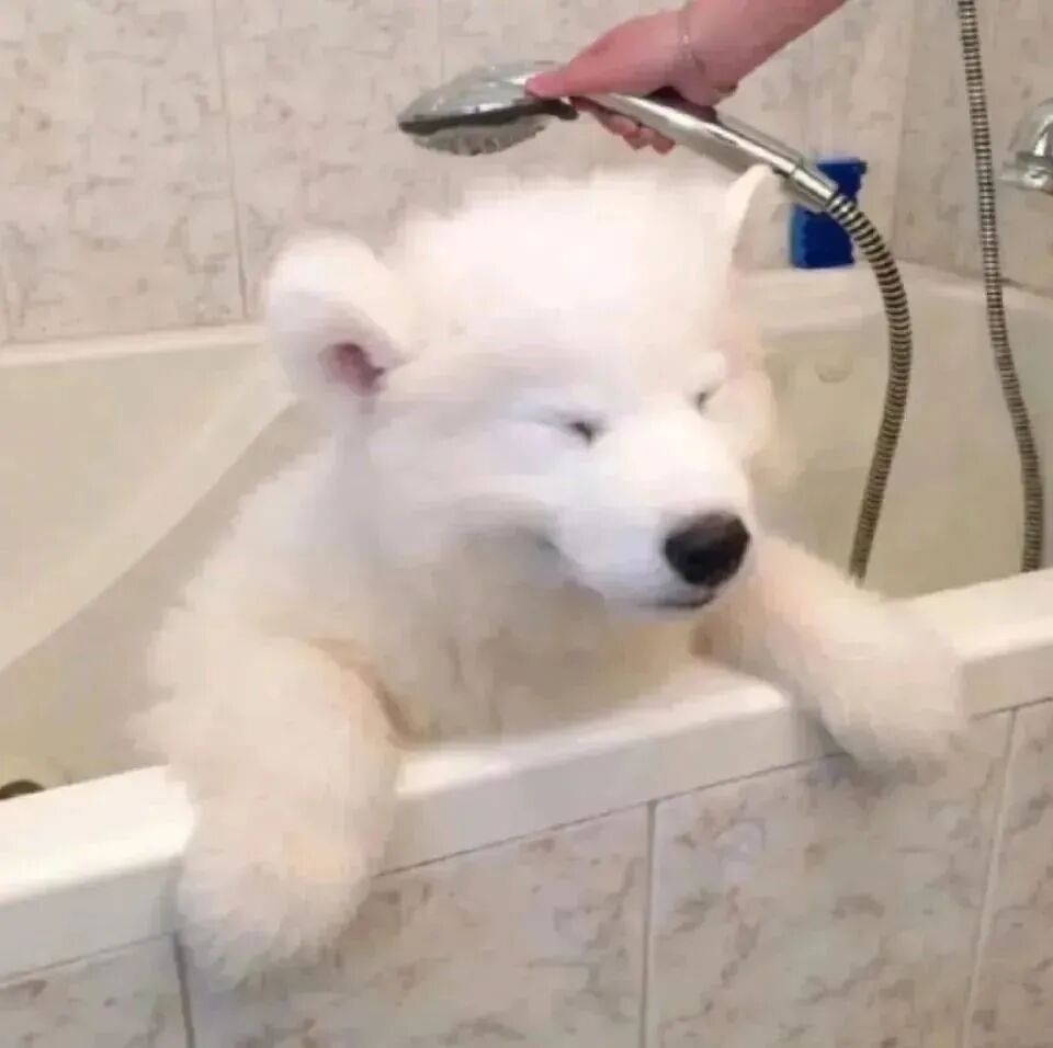 洗澡狗狗萌宠头像