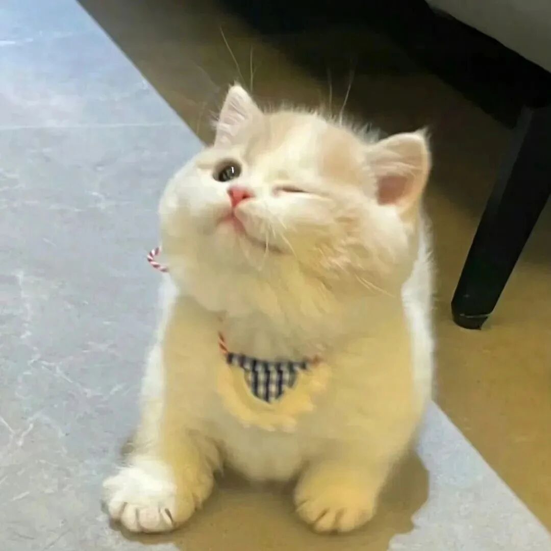 猫咪萌宠头像