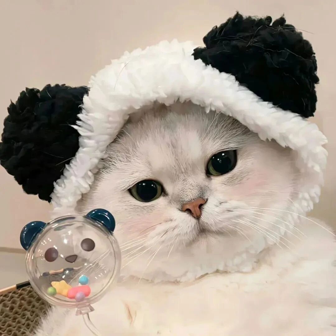 猫咪萌宠头像