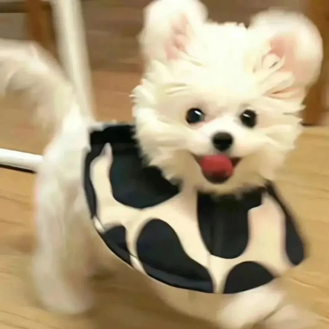 狗狗萌宠头像