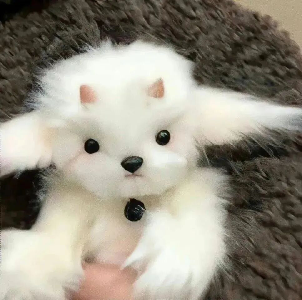 狗狗萌宠头像