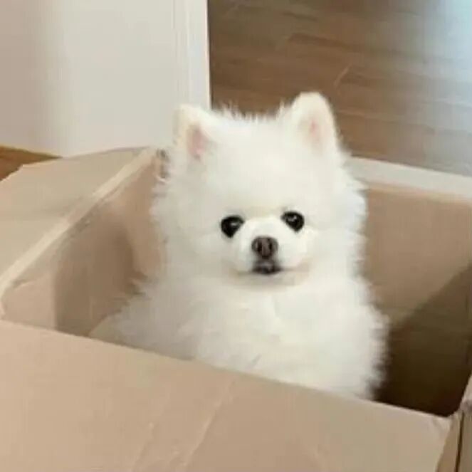 maogouaibanlv猫狗情侣头像