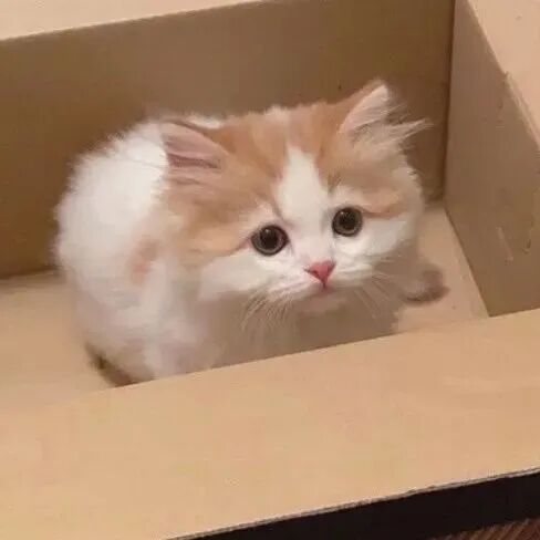 maogouaibanlv猫狗情侣头像