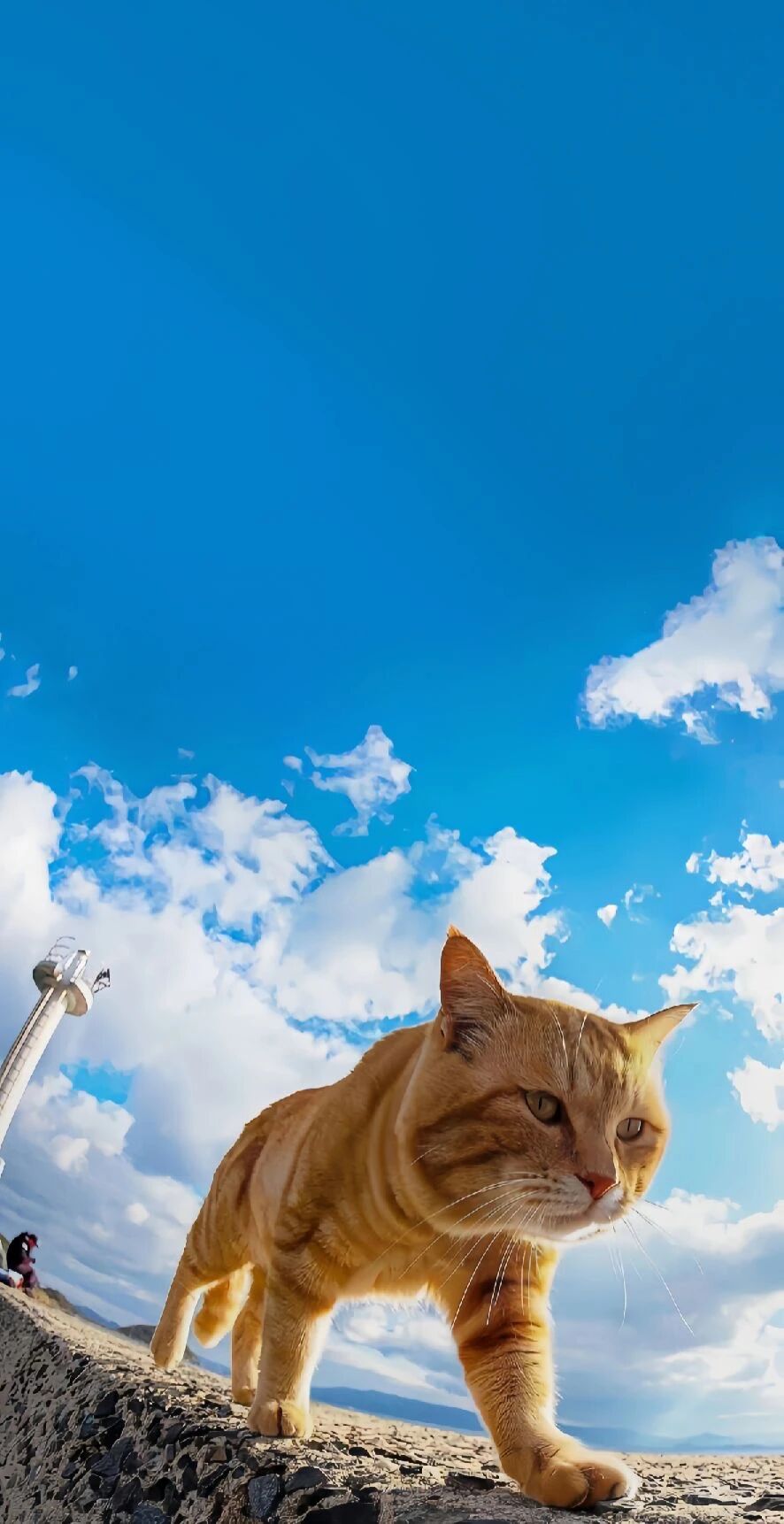 什锦