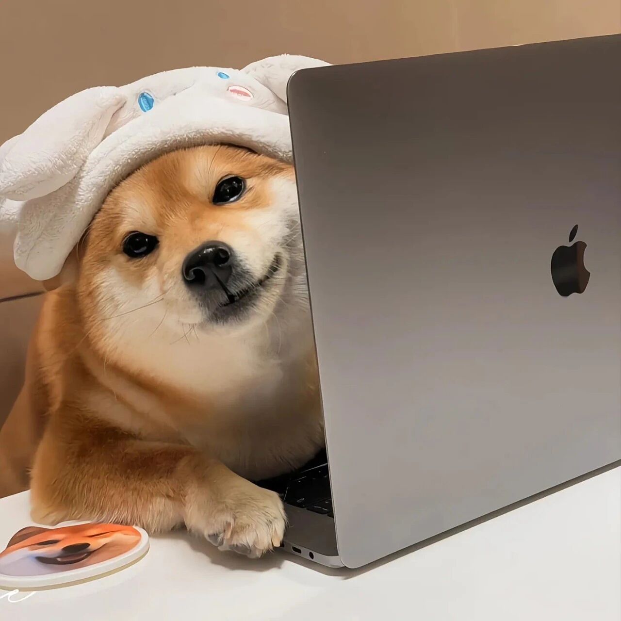 办公柴犬狗狗萌宠头像