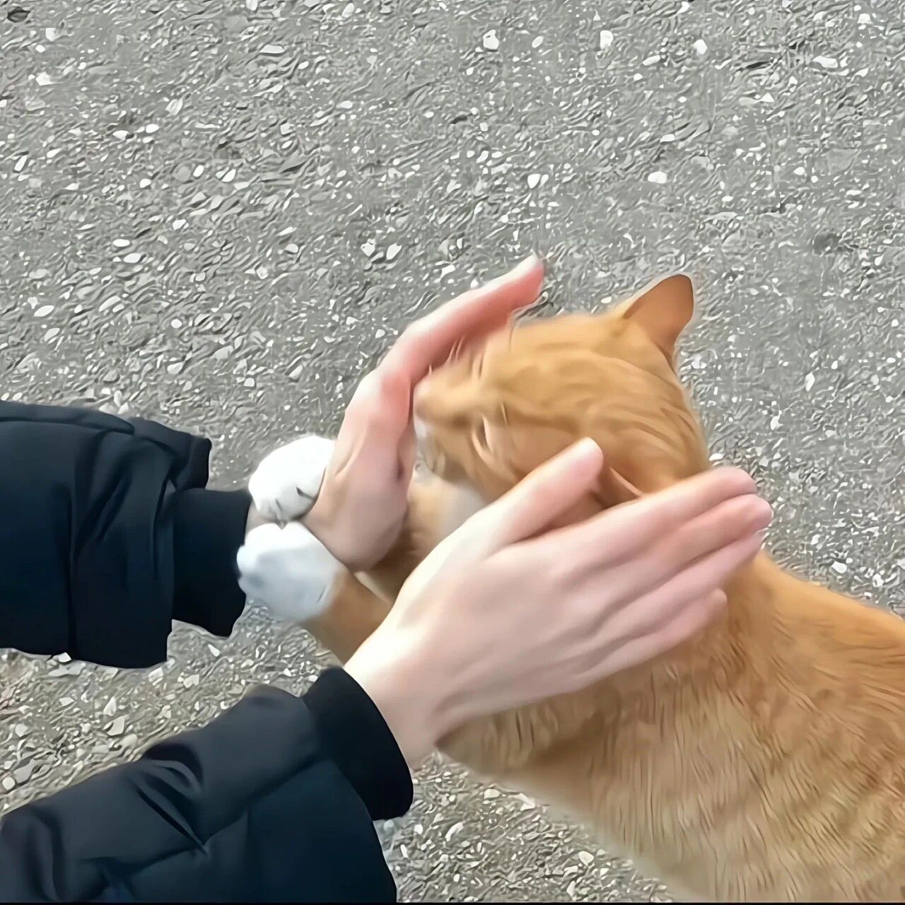 猫咪萌宠头像