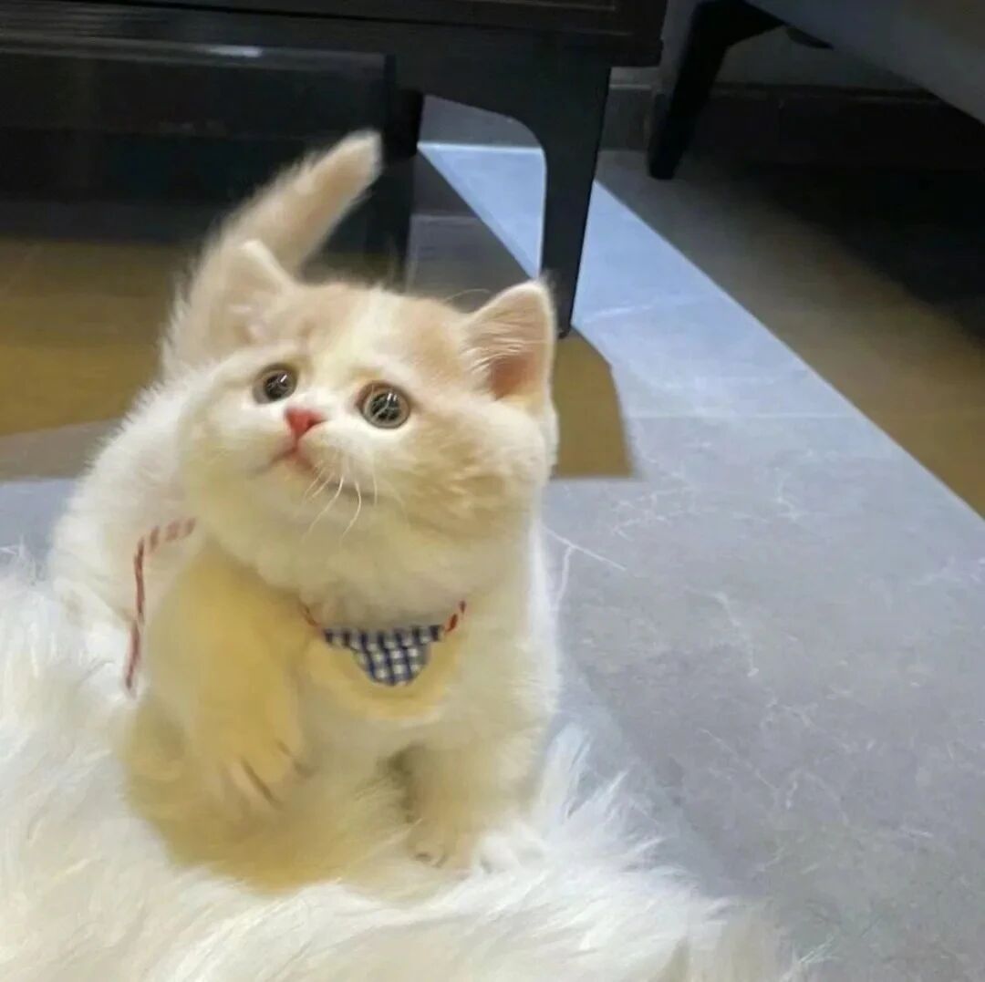 猫咪萌宠头像