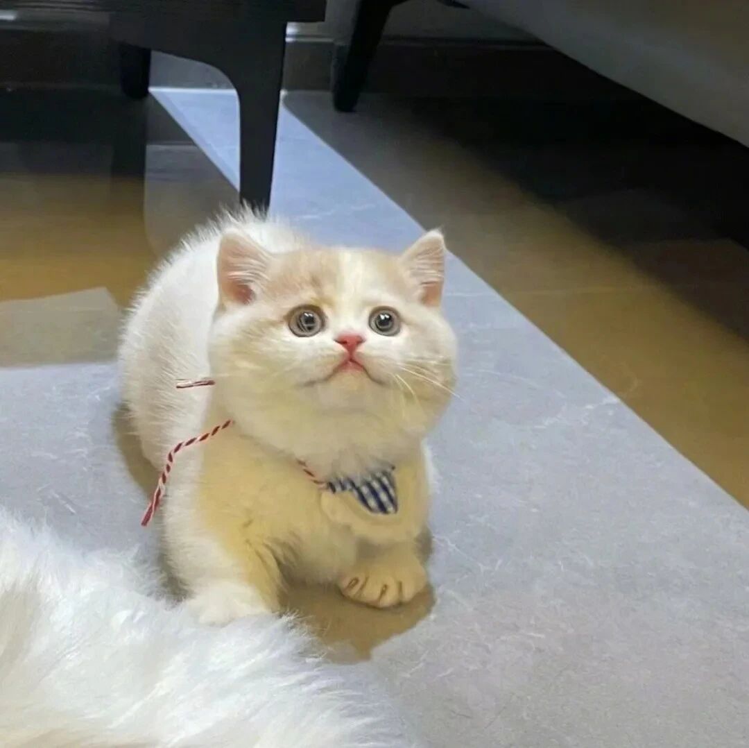 猫咪萌宠头像