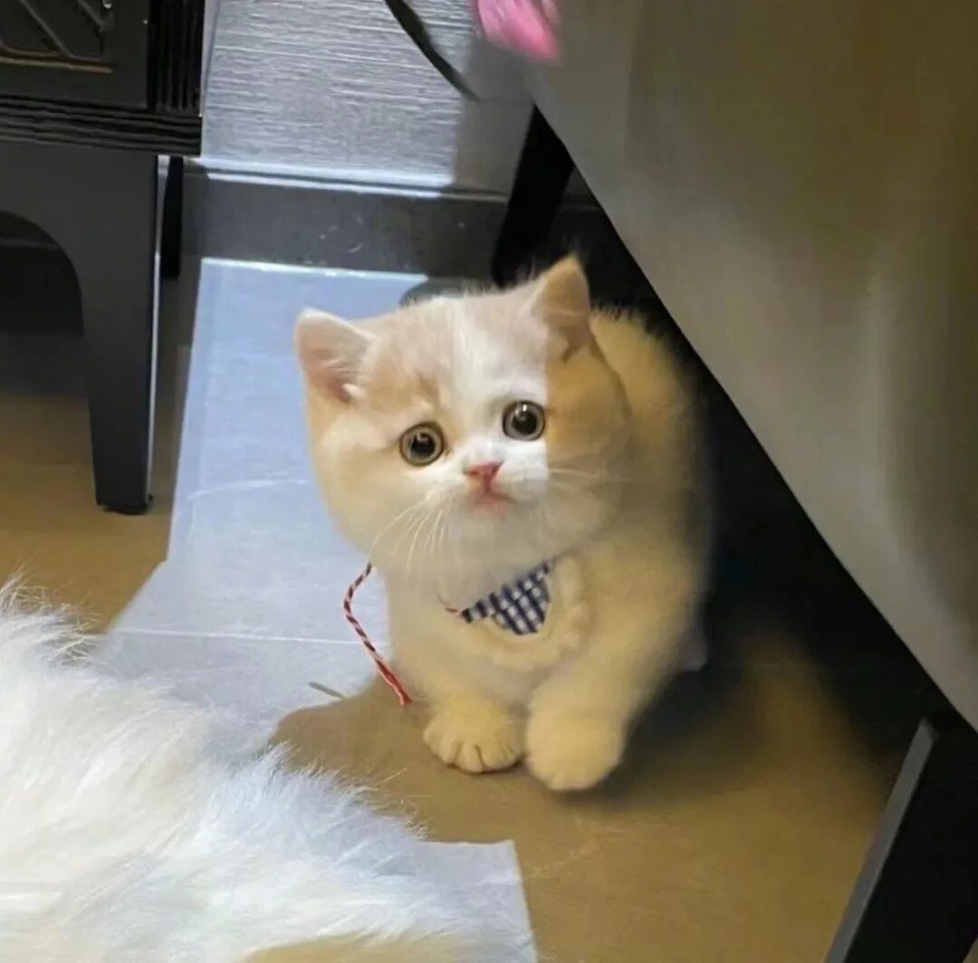 猫咪萌宠头像