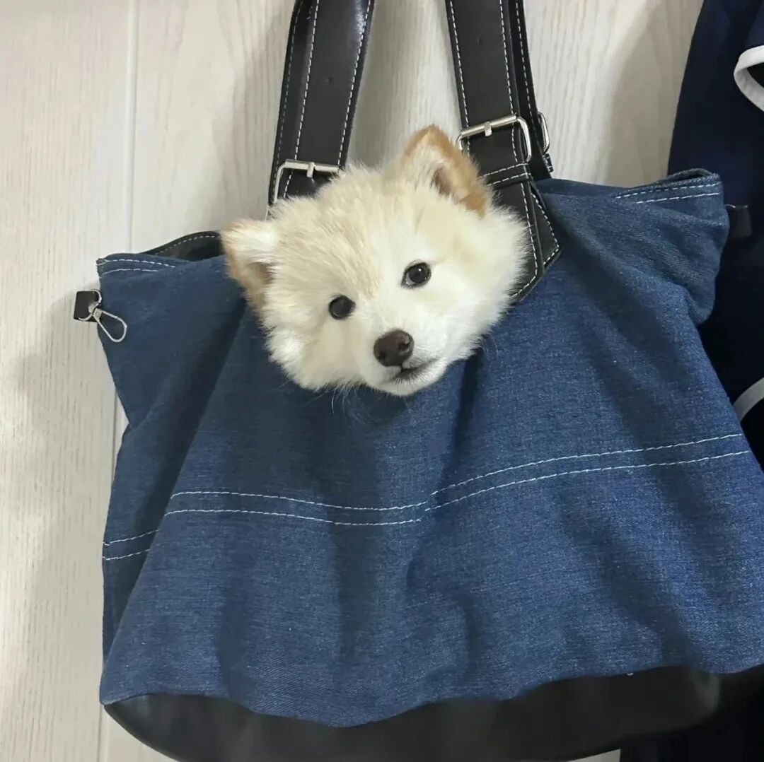 可爱狗狗萌宠头像