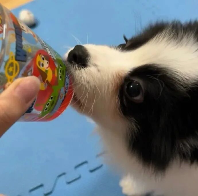 可爱狗狗萌宠头像