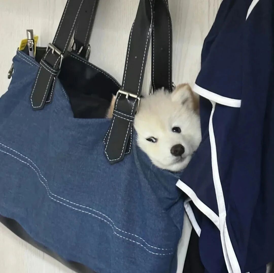 可爱狗狗萌宠头像