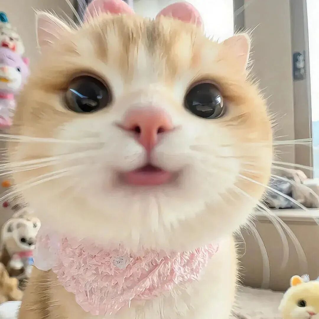 可爱猫咪萌宠头像