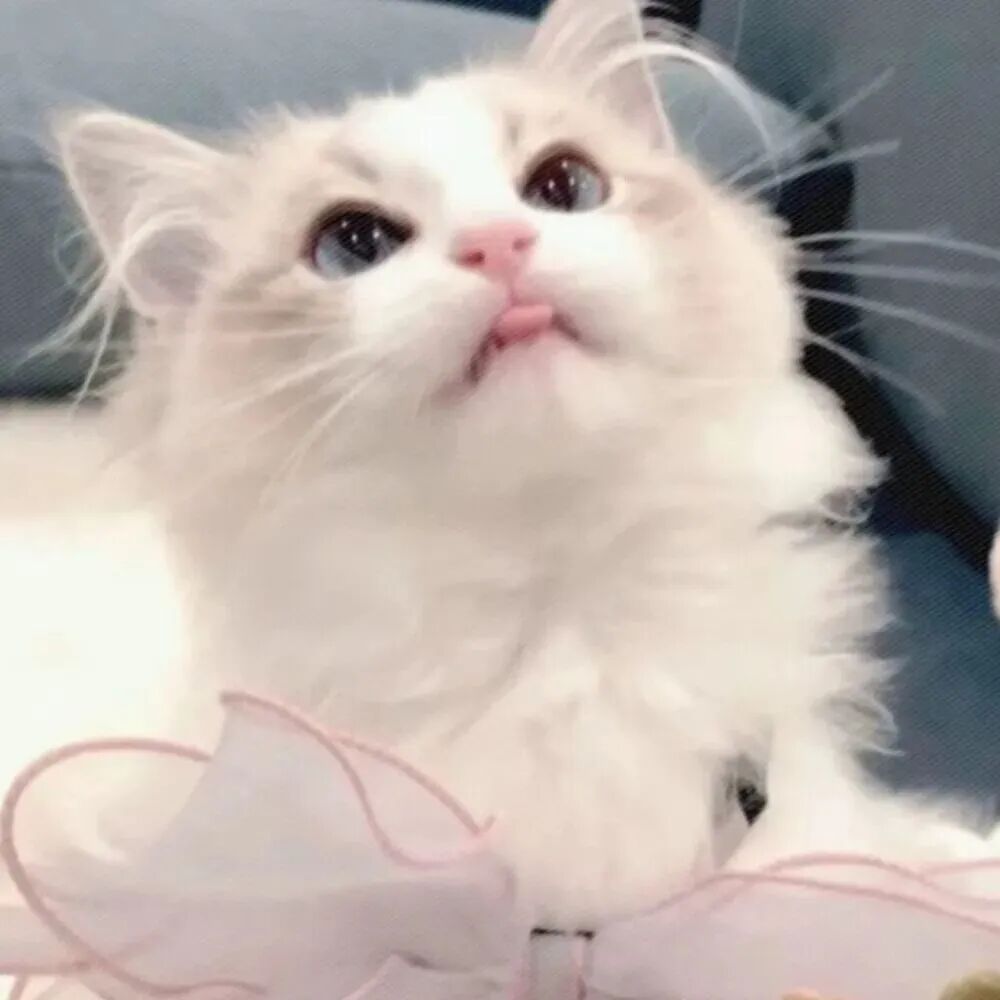 bsgnghqsbffndazi闺蜜不是人二人闺蜜头像