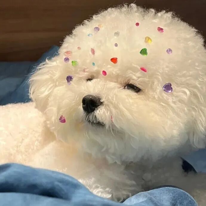 goumaokealaopo可爱狗猫情侣头像