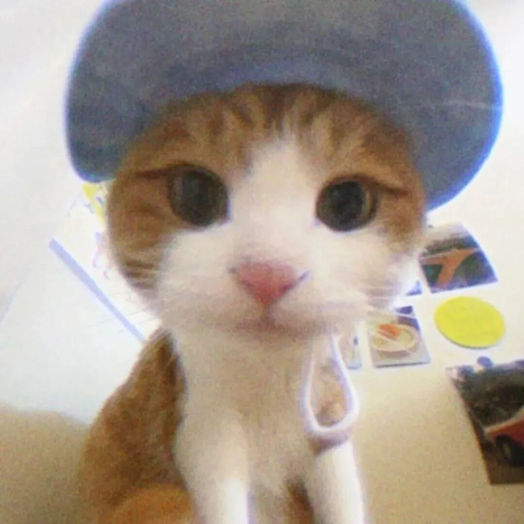 可爱猫咪萌宠头像
