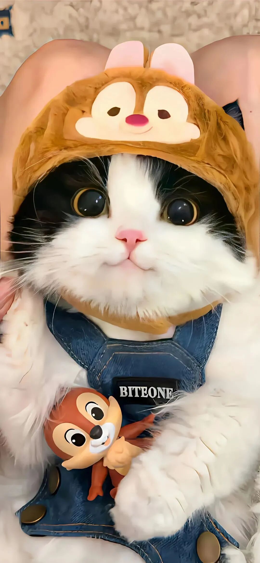 可爱猫咪壁纸