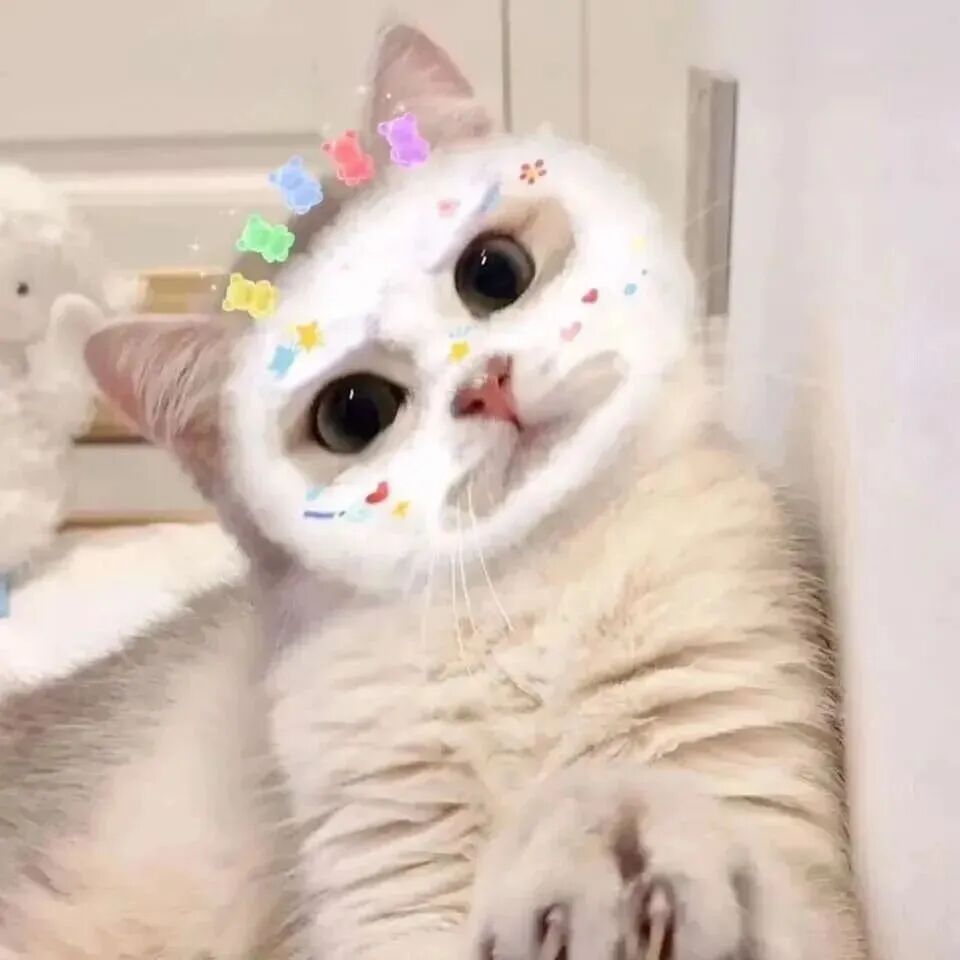 可爱猫咪萌宠头像